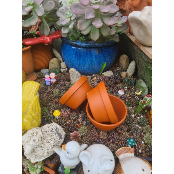 Chậu đất nung Bình Dương thau nhỏ sz 12x5.5