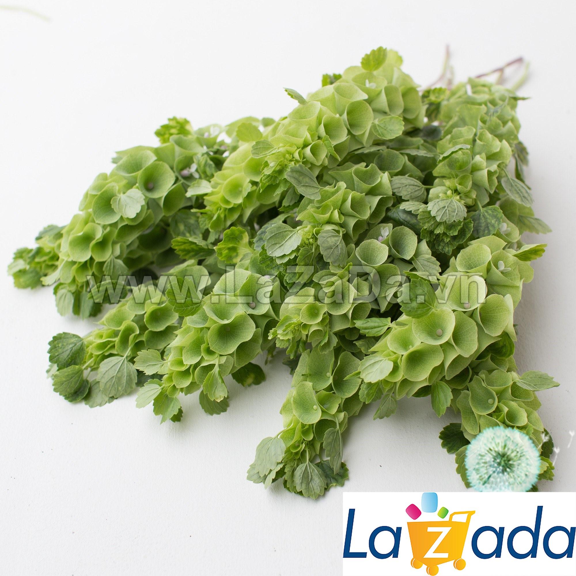 50h Hạt Giống Hoa Lá Đệm Kèn Ireland (C5.201| -KD: B6*V52*M188)