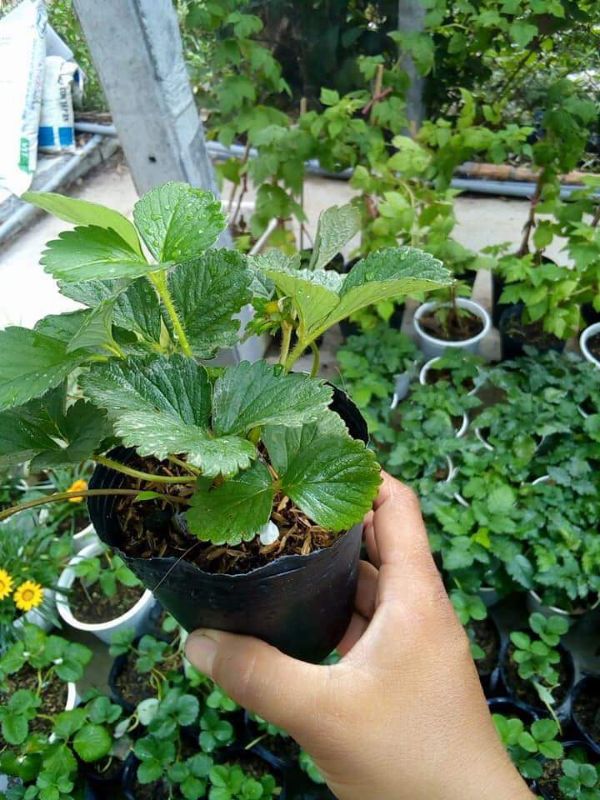 Cây giống dâu tây chịu nhiệt combo 5 cây