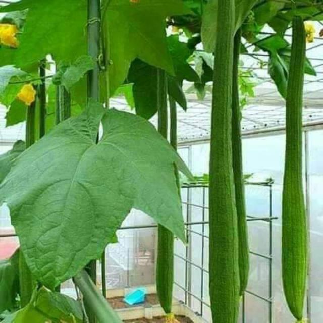 Hạt Giống Mướp Hương Thái Trái Dài 1gr