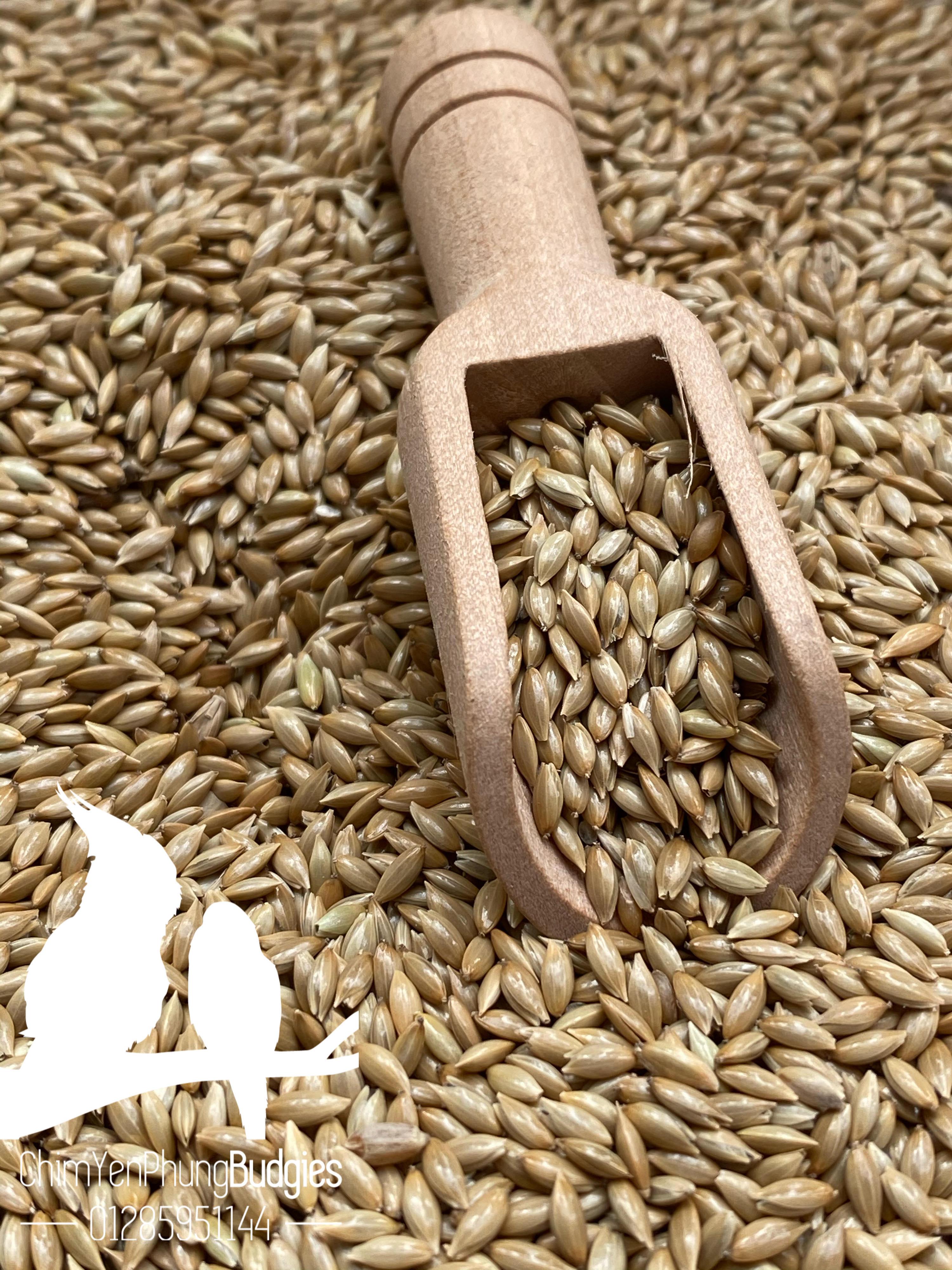 5kg hạt láng cho Yến Hót, Chim Cảnh.