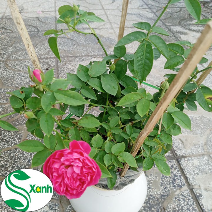 Cây giống Hoa Hồng Tường vi