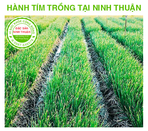 Hành Tím Phan Rang 2kg (Đặc Sản Ninh Thuận)