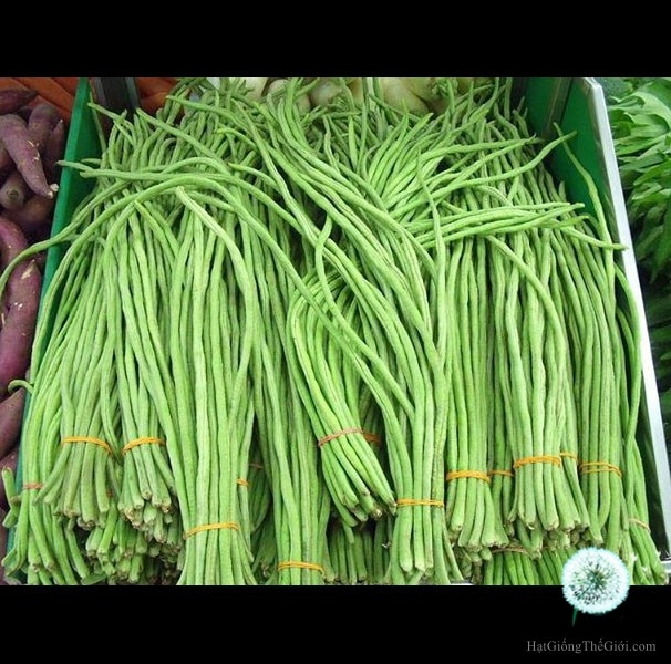 Hạt giống đậu đũa bụi ngọt Rạng Đông (20gr)
