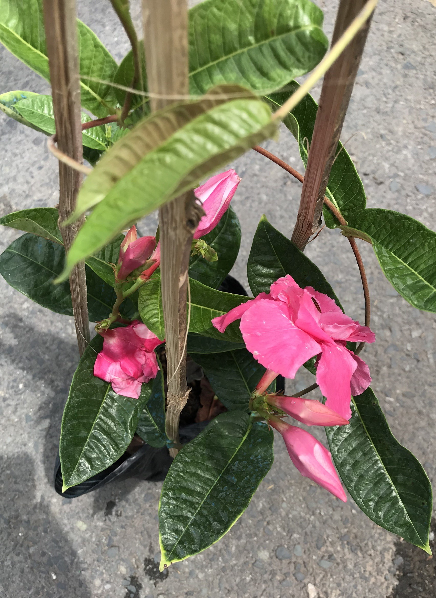Chậu dây leo Hồng Anh