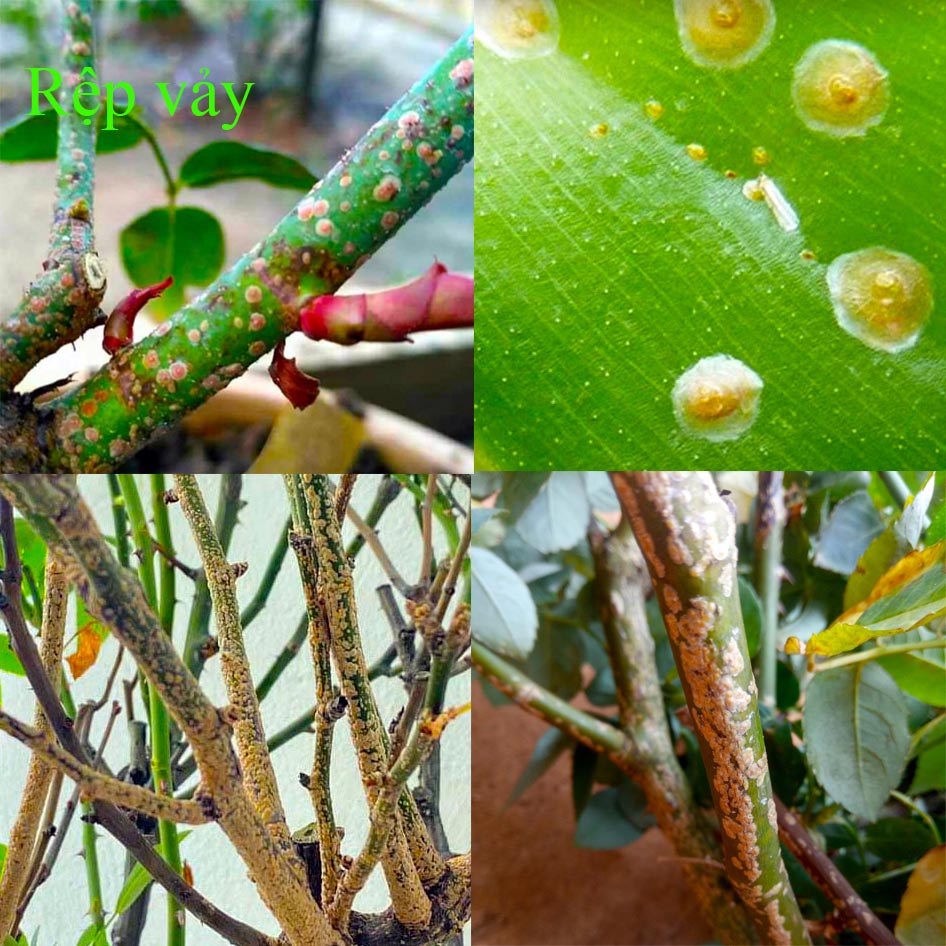 Thuốc sinh học trị rệp, diệt rệp sáp, trừ rệp vảy, rầy…