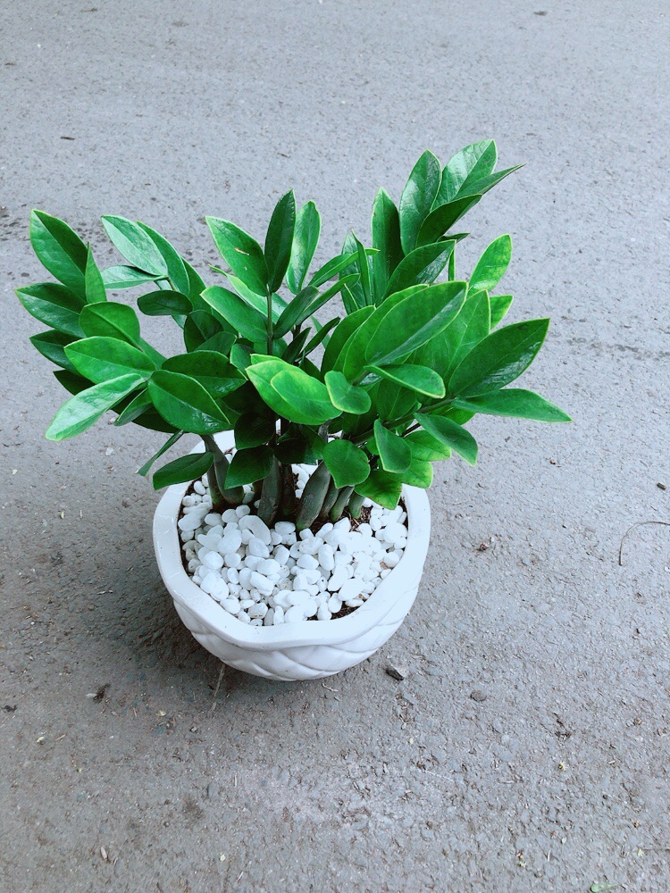 [HCM]Chậu Cây Kim Tiền