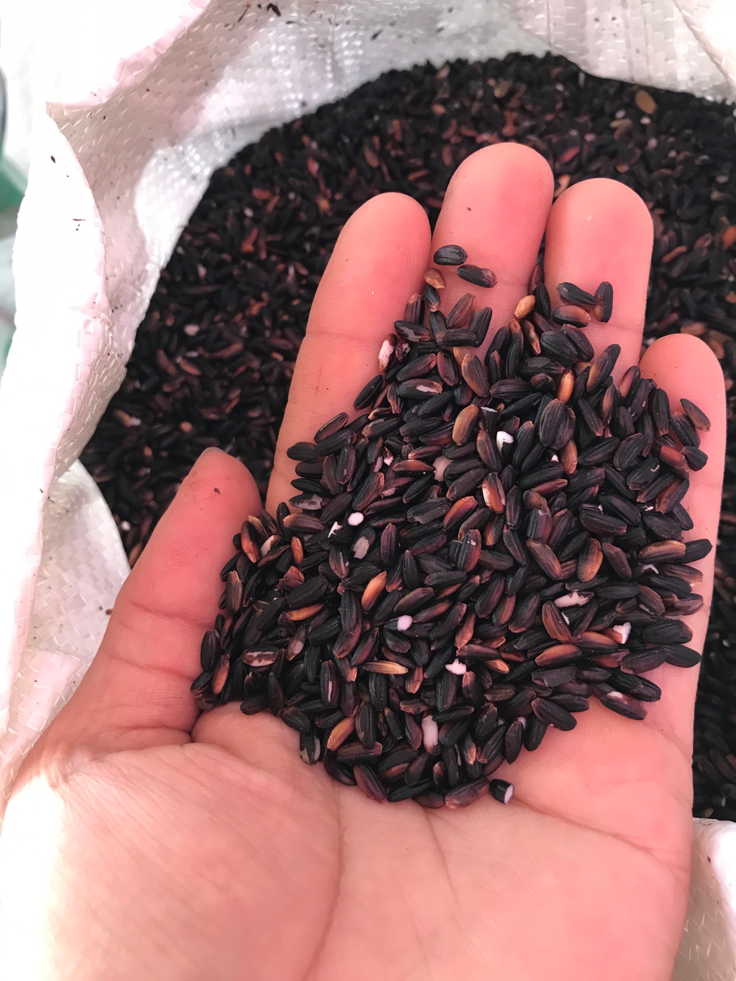 gạo cẩm nếp nương