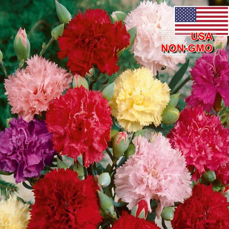 Hạt Giống Hoa Cẩm Chướng kép Mix 50 hạt