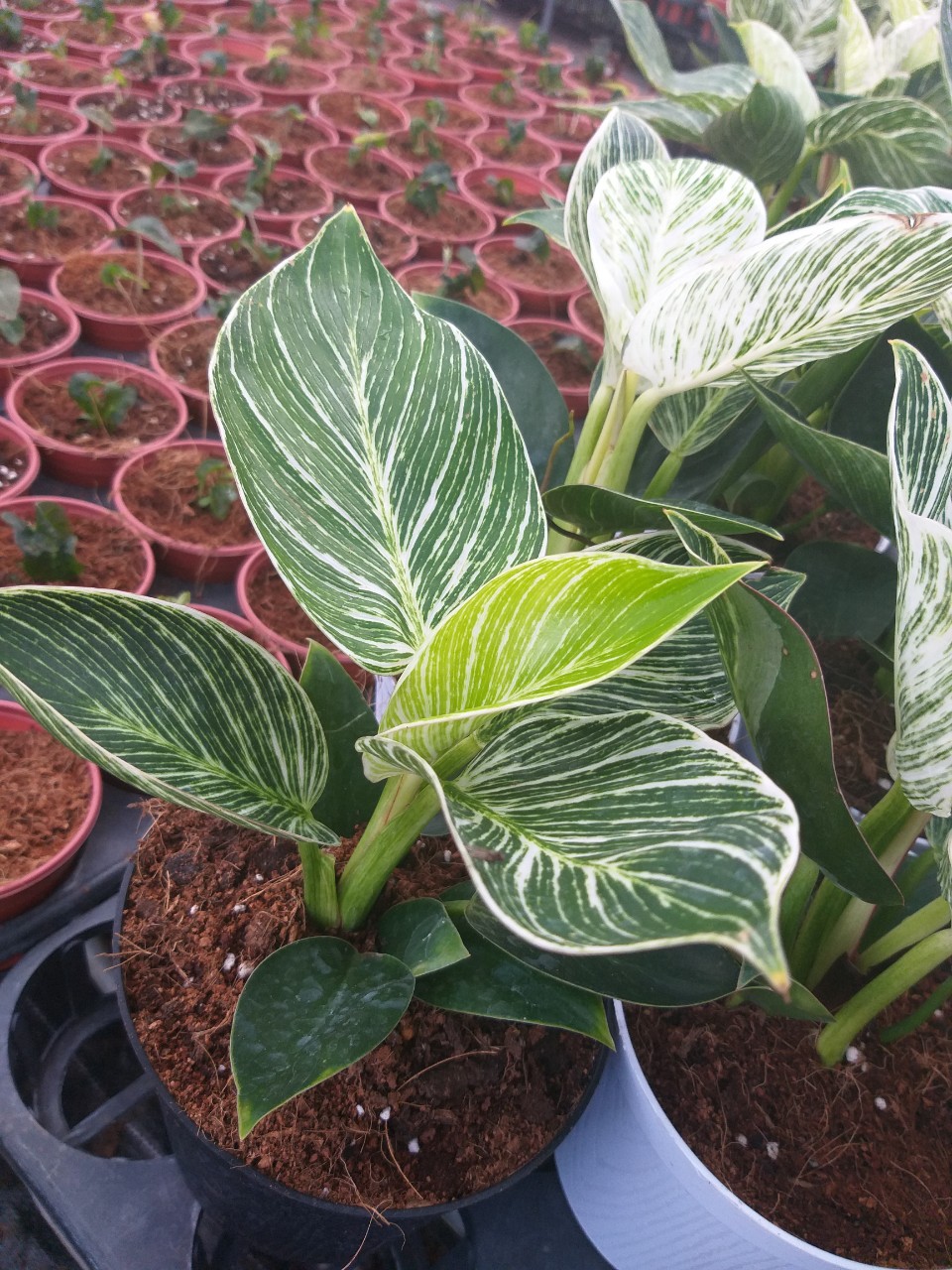 Cây đế vương Kim Cương- Philodendron birkin