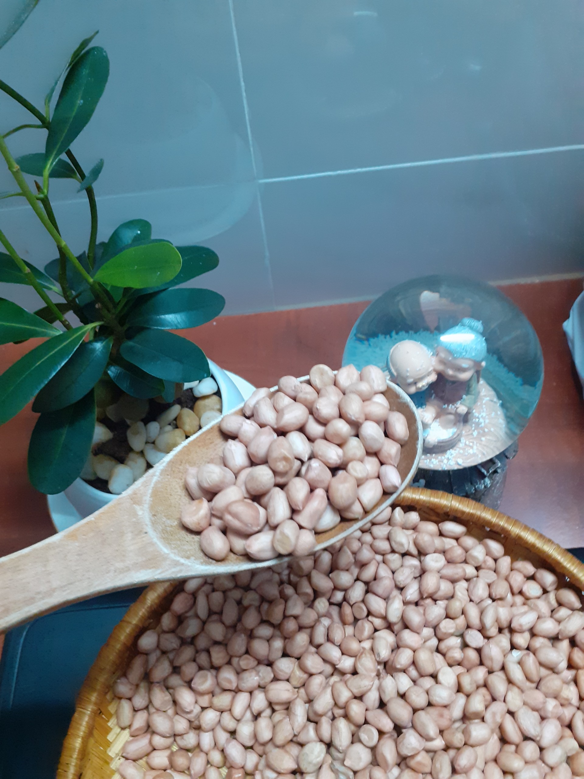 đậu phộng quê hương (hạt lạc sống)