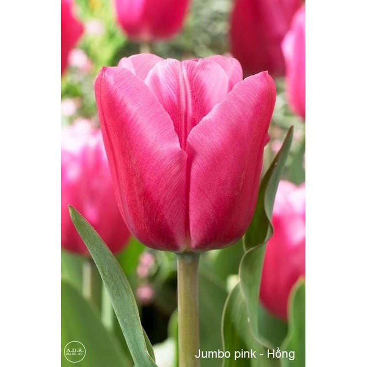 Củ hoa tulip (tuylip) Hà Lan được chọn màu( ra hoa sau 20-25 ngày)