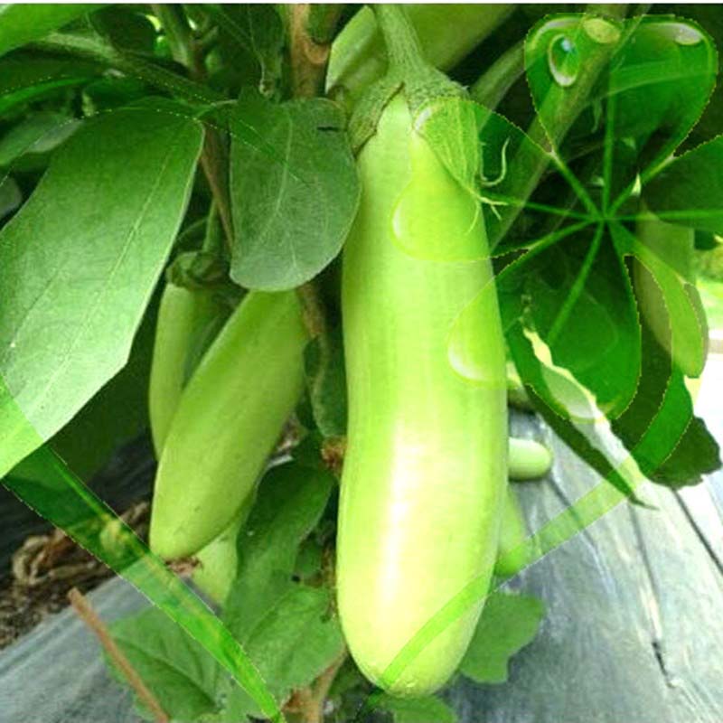 Hạt giống cà xanh mỡ dài - gói 1 gram