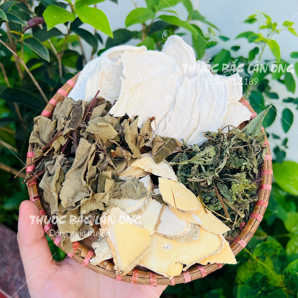 Set trà thảo mộc sâm tố nữ mix (Củ sâm, nam dương sâm, diệp hà thủ ô, cúc mật) - Lãn Ông