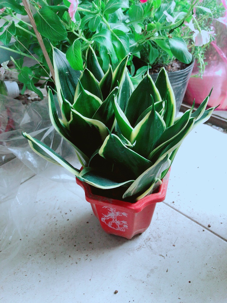 [HCM]Chậu Lưỡi Hổ Thái