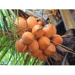 combo2 cây dừa xiêm Malaysia