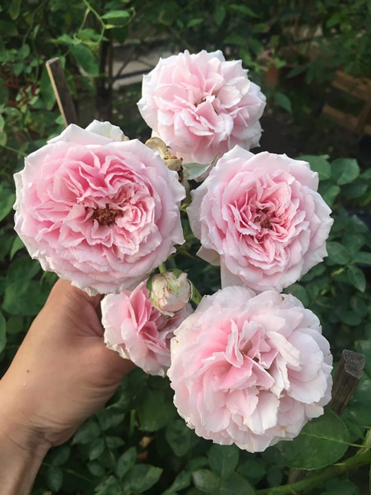 HOA HỒNG CỔ CÂY TO,ĐẸP CÂY ĐANG NỤ