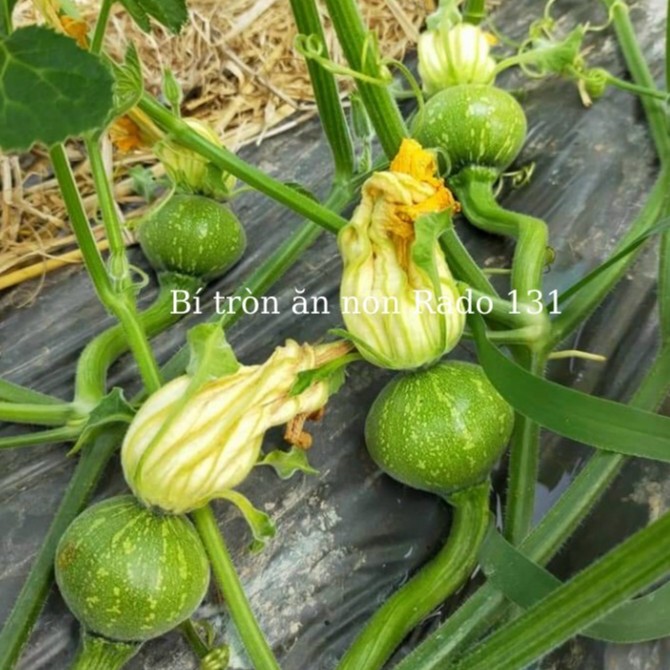 Hạt giống bí tròn ăn non gói 5 hạt - rado 131