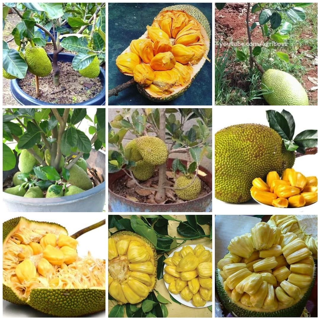 CÂY GIỐNG MÍT tố nữ (có bảo hành )