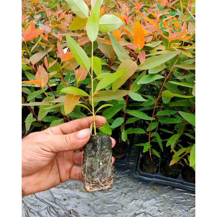 Hạt giống cây bạch đàn đỏ dể trồng/gói 50gram(cây thân gỗ)