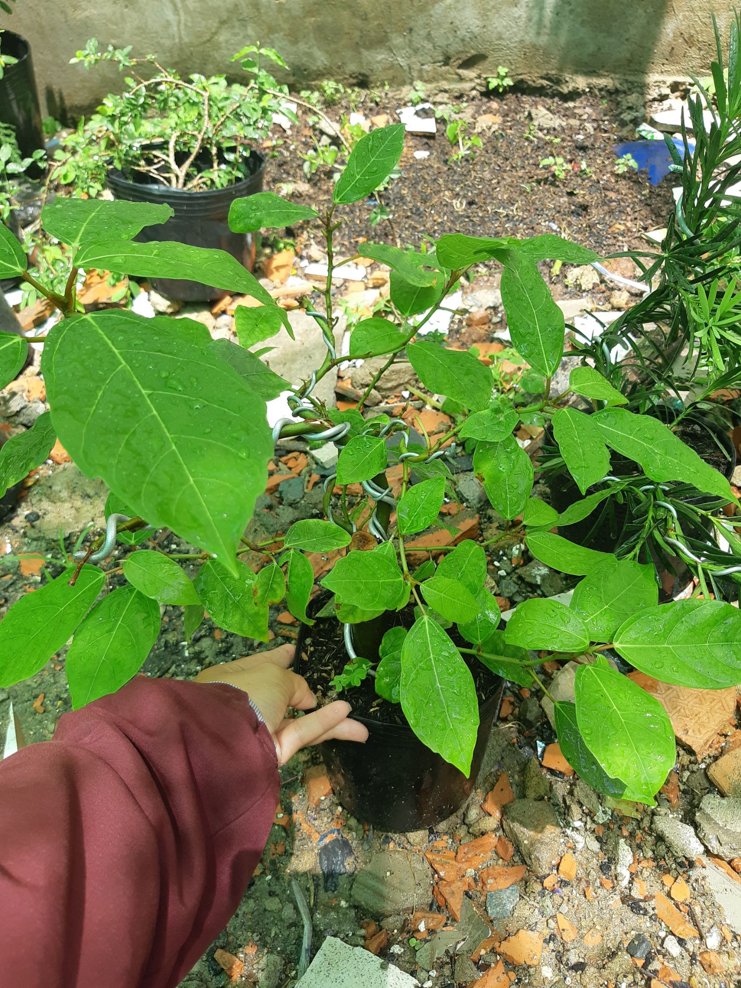 cây sung bonsai mini