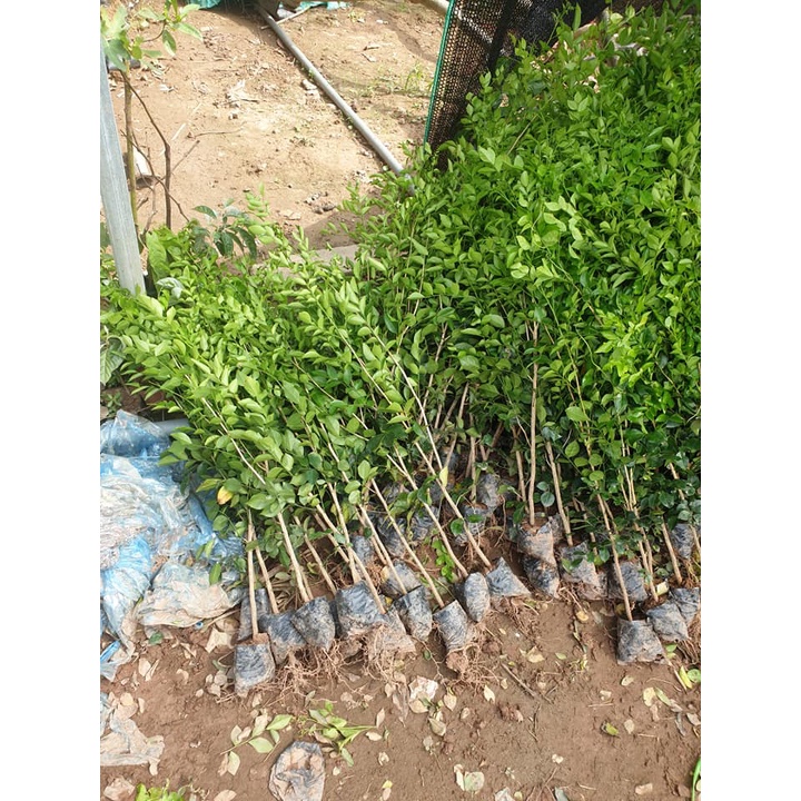 Cây giống Nguyệt Quế Thái
