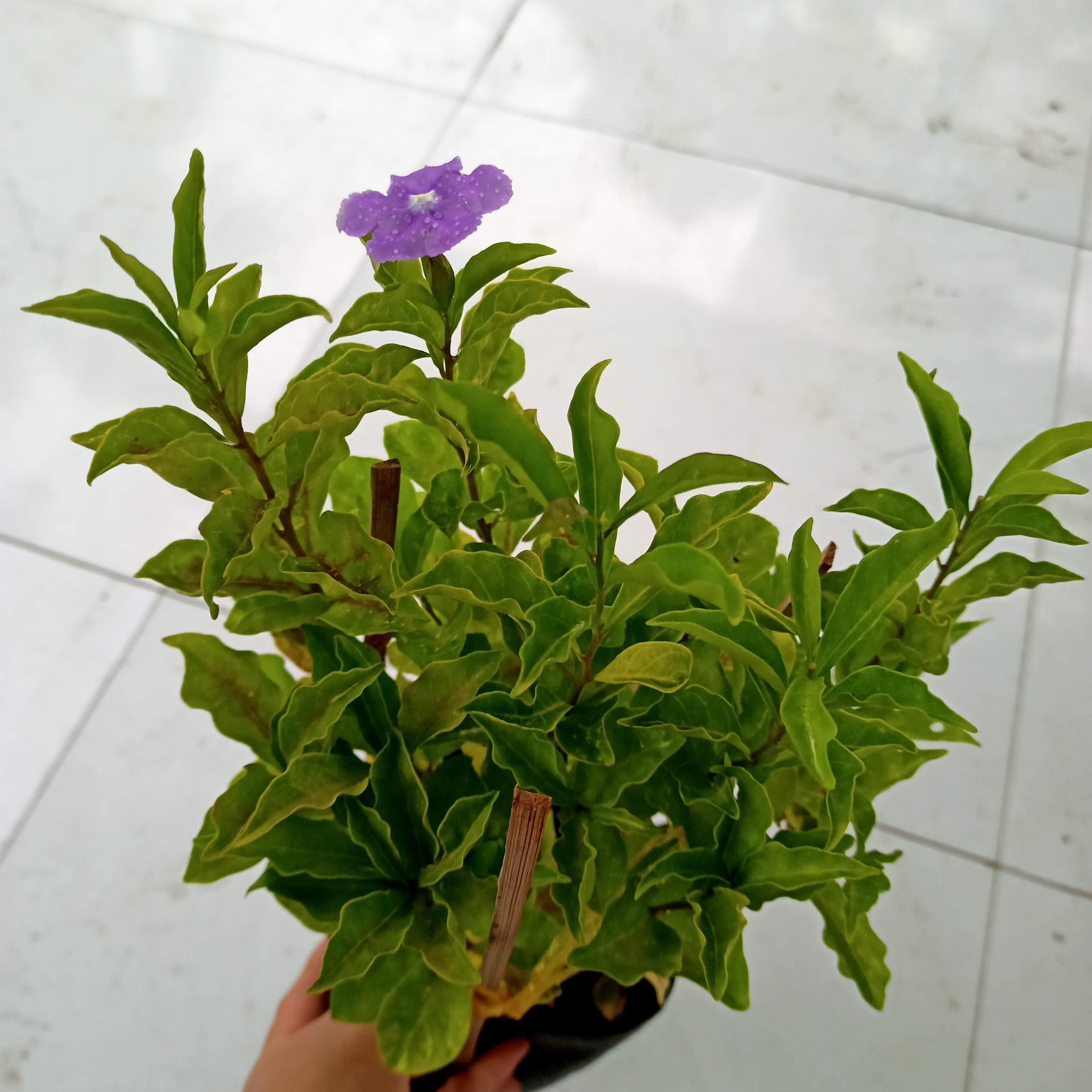 Chậu cây hoa Nhài Nhật - Lài Nhật trưởng thành tán sum ra hoa quanh năm - hoa chuyển từ màu tím sang hồng và trắng - cayhoanhainhat