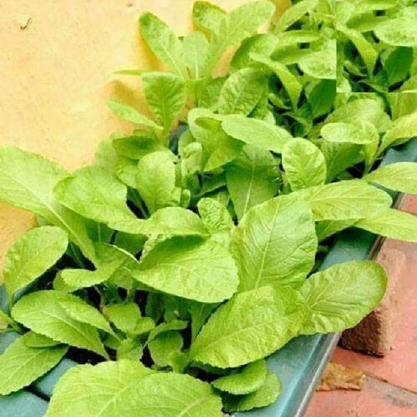 Gói 1kg Hạt Giống Cải Bẹ Vàng