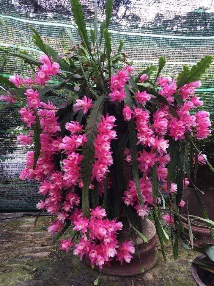 Đại Nhật Quỳnh 7 màu hoa ( lá giống)