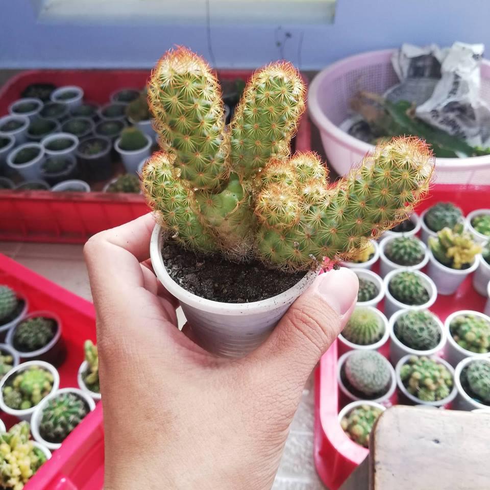 [HCM]Cây xương rồng mami chân đỏ