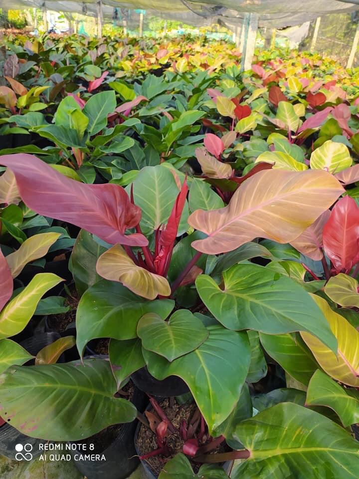 Trầu bà đế vương (đỏ)