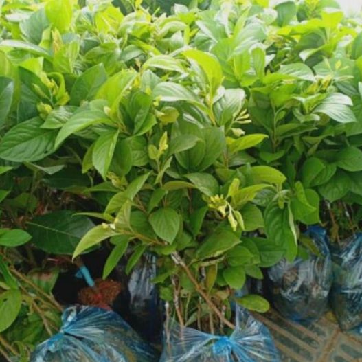 CÂY GIỐNG HỒNG TRỨNG ĐÀ LẠT
