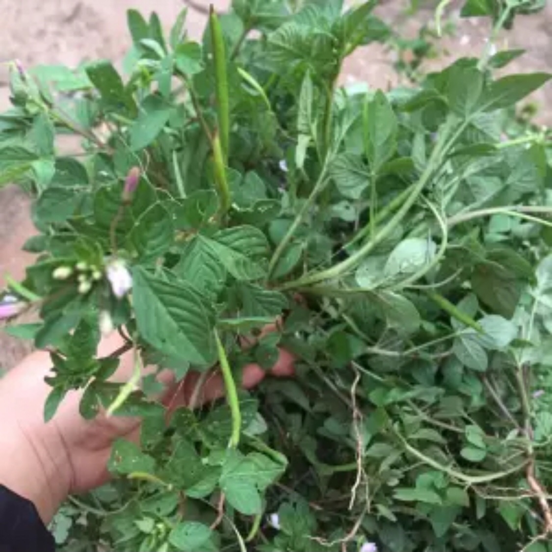 Cây mần ri tươi 1kg