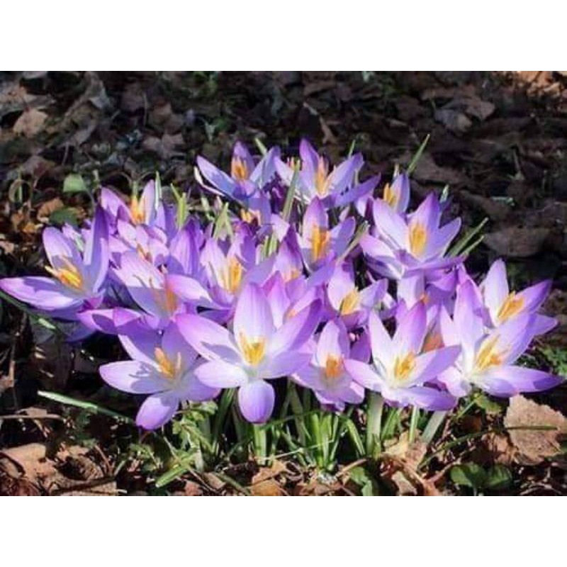 1 Củ hoa nghệ tây  saffron