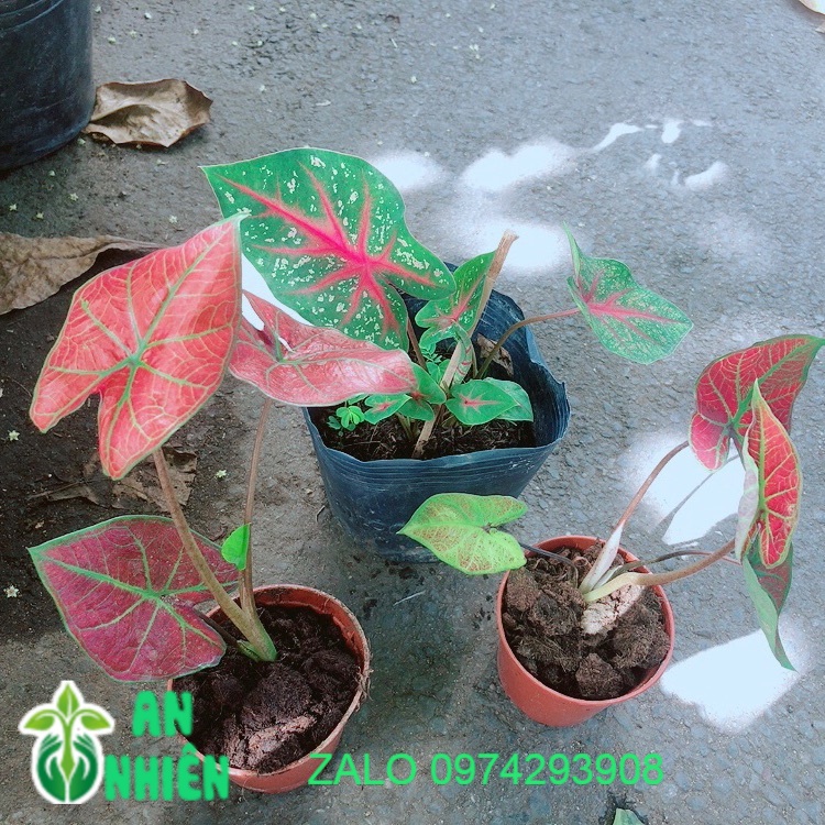 Môn kiểng đồng giá 55k/chậu