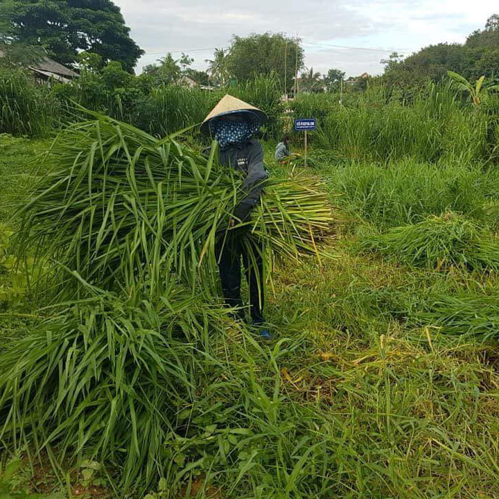 Hạt Giống Cỏ Paspalum - chịu ngập úng