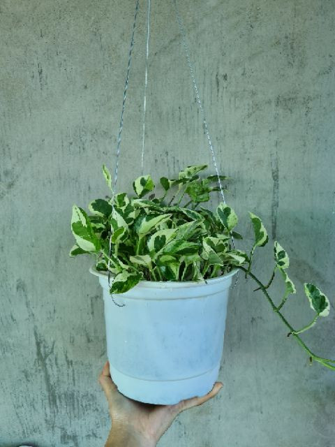 Trầu bà ngọc thủy - CayGiongTot