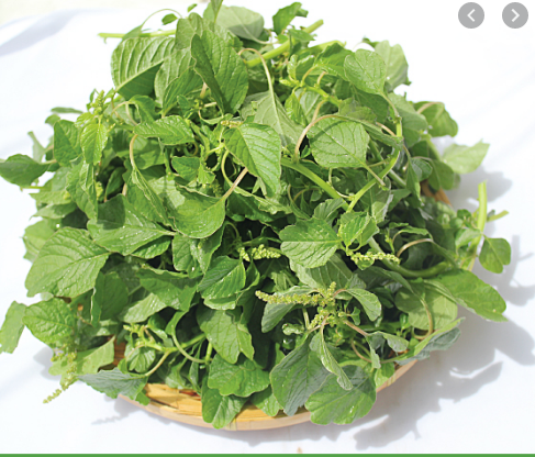 Hạt giống rau dền cơm gói 10g giá rẻ