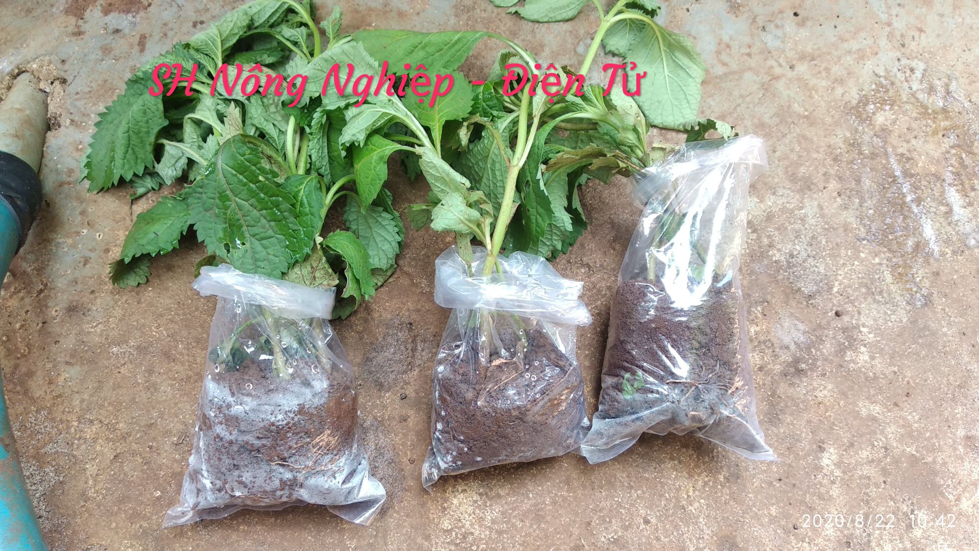 Cây đuôi chuột hoa tím ( 10c)