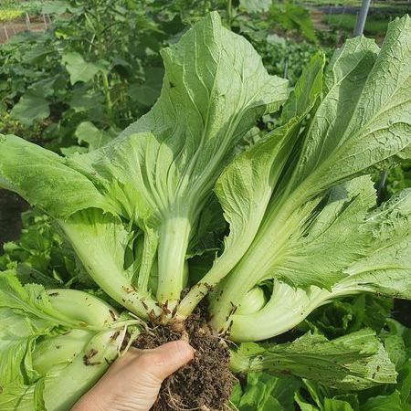 Hạt giống cải bẹ dưa