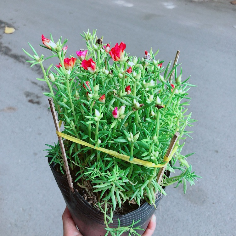 Hoa Mười Giờ Mỹ (1 bụi có 3 màu)