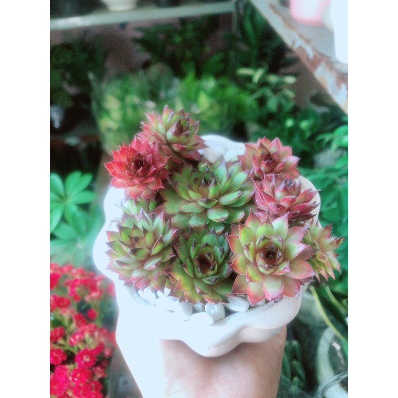 Chậu Cây Phật Bà Đỏ Hàng Bán Chạy