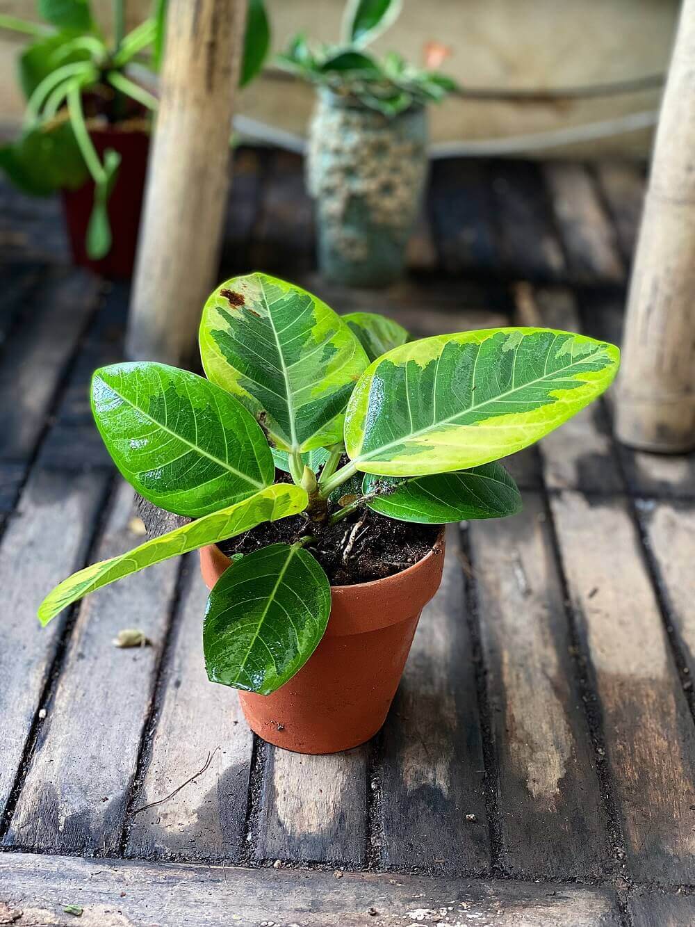 Cây Ficus Elastica Lemon Lime (Cây Đa Cẩm Thạch Xanh Lemon Lime) chậu đất nung