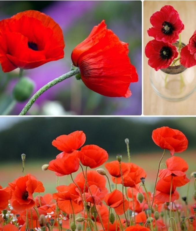 50 Hạt giống hoa Poppy cao cây