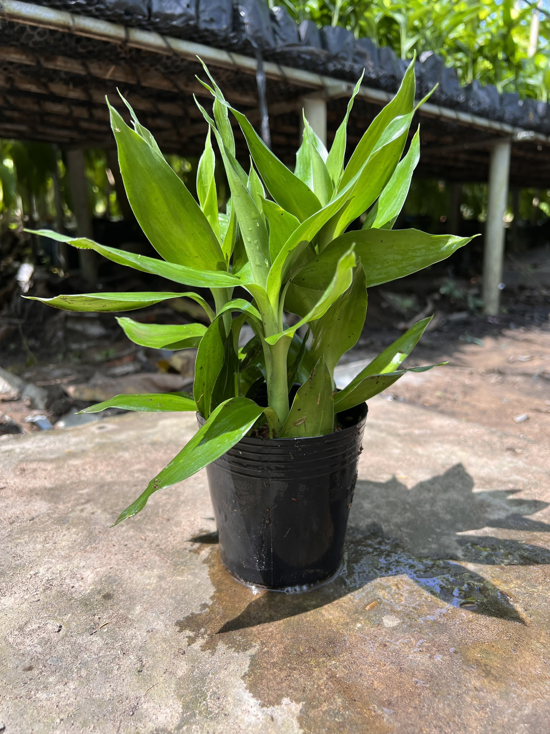 Cây phát tài búp sen ( 3 thân )