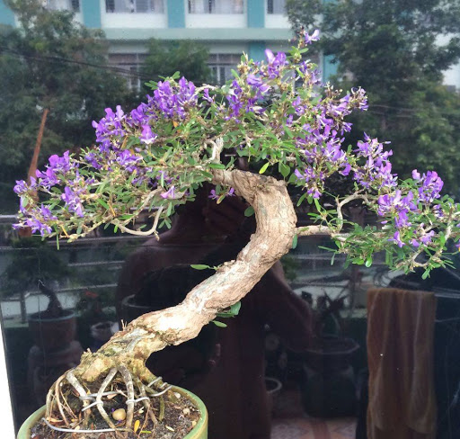 LINH SAM SIÊU BÔNG-GIÚP NÔNG DÂN ĐỔI ĐỜI