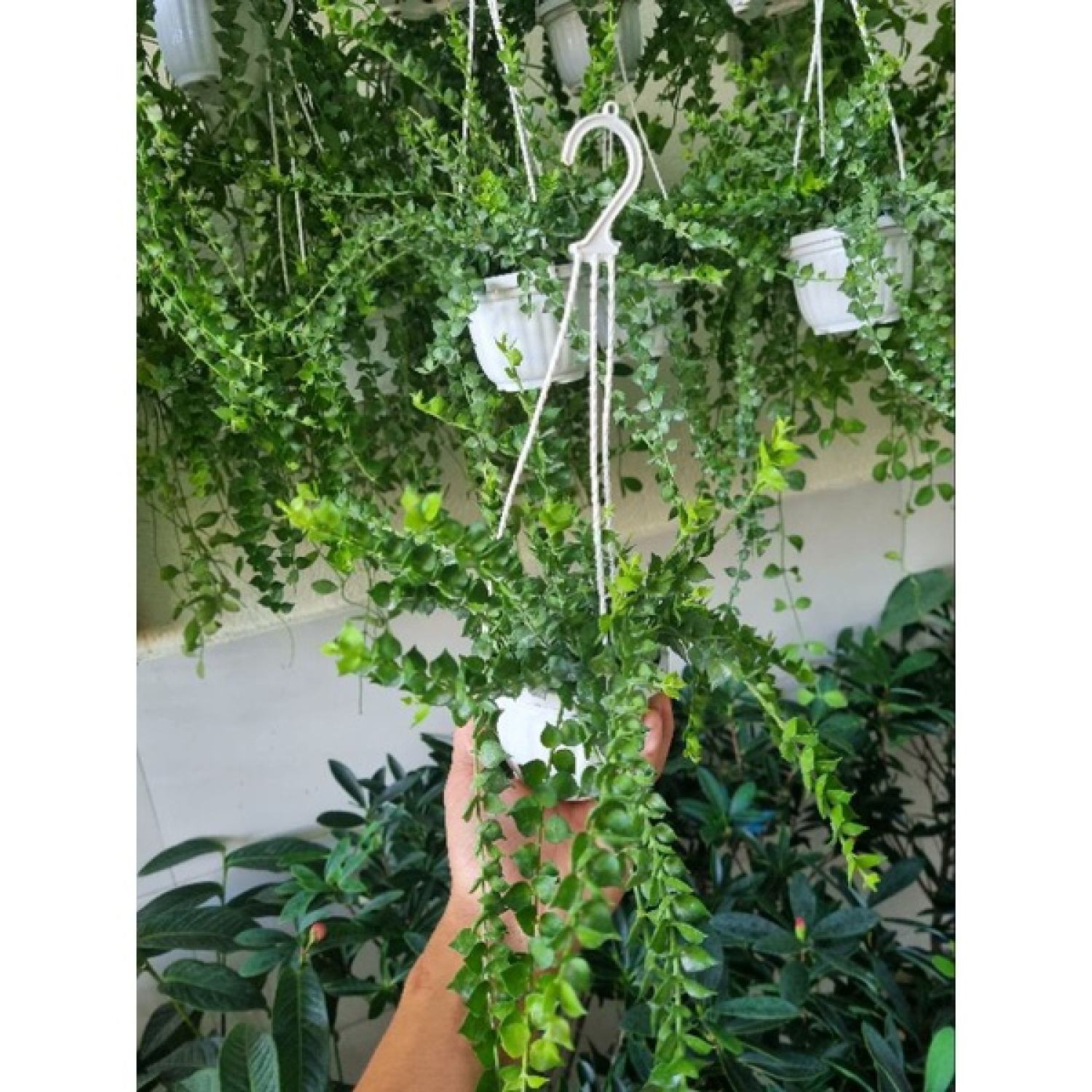 Cây lan tim (chậu treo)