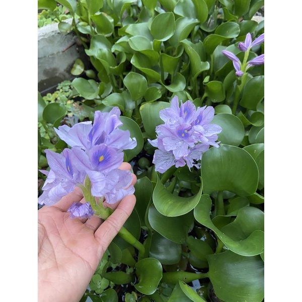 cây lục bình