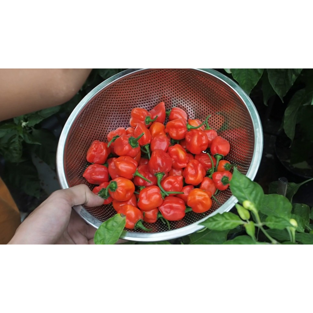 HẠT GIỐNG ỚT SIÊU CAY HABANERO
