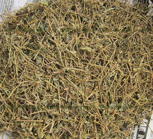 500g cà gai leo khô